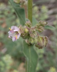 Mirabilis hirsuta