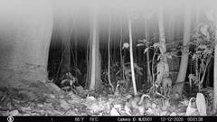 Didelphis marsupialis