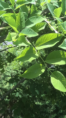 Magnoliopsida