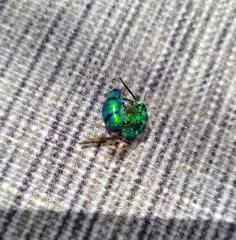 Chrysis smaragdula