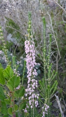 Erica irregularis