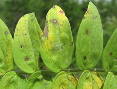 Golovinomyces magnicellulatus