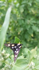 Androloma disparata