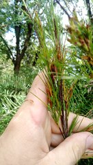 Dracophyllum sinclairii