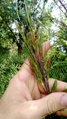 Dracophyllum sinclairii