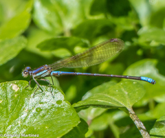 Argia jujuya