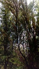 Dracophyllum sinclairii