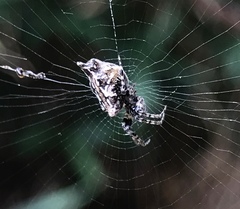 Cyclosa confusa