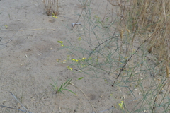 Linaria odora