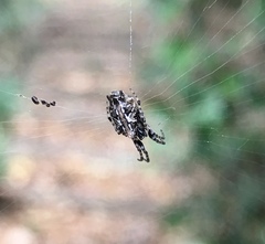 Cyclosa confusa