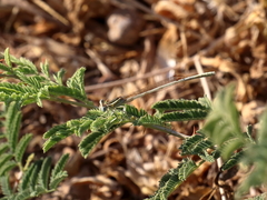 Platycnemis dealbata
