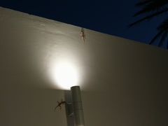 Ptyodactylus hasselquistii