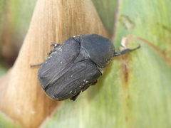 Protaetia oblonga
