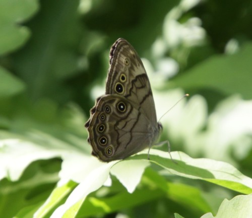 Northern Pearly-eye photo 6
