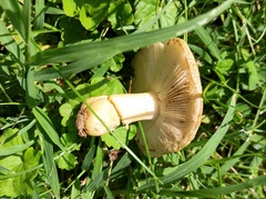 Russula pulverulenta