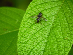Quichuana