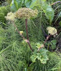Ligusticum scothicum