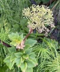 Ligusticum scothicum