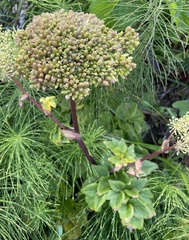 Ligusticum scothicum
