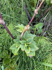 Ligusticum scothicum