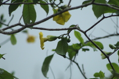 Tabernaemontana donnell-smithii