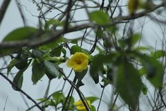 Tabernaemontana donnell-smithii