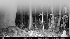 Didelphis marsupialis