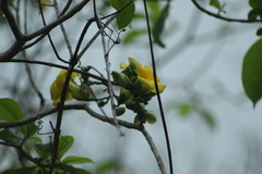 Tabernaemontana donnell-smithii