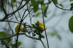 Tabernaemontana donnell-smithii