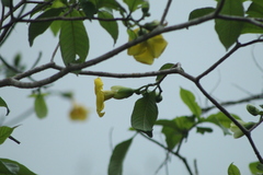 Tabernaemontana donnell-smithii