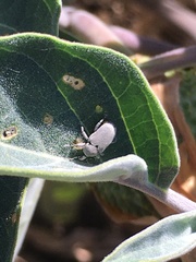 Trichobaris