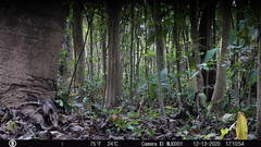 Didelphis marsupialis