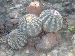 Melocactus curvispinus