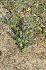 Thymus pallasianus