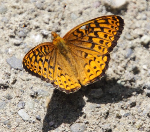 Argynnis atlantis