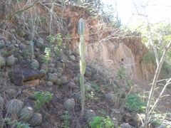 Melocactus curvispinus