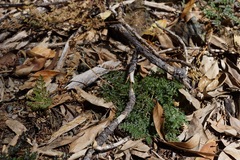 Cymopterus terebinthinus californicus