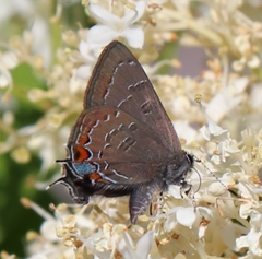 Satyrium calanus