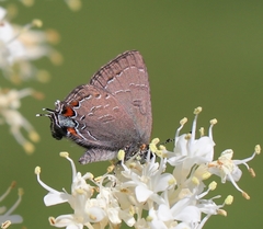 Satyrium calanus