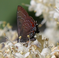 Satyrium calanus