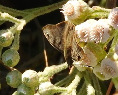 Arteurotia tractipennis