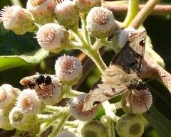 Arteurotia tractipennis