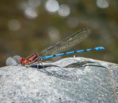 Argia joergenseni