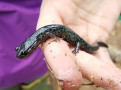 Plethodon variolatus