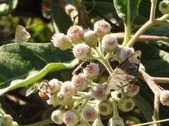 Arteurotia tractipennis