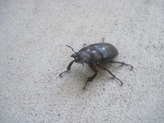 Lucanus capreolus