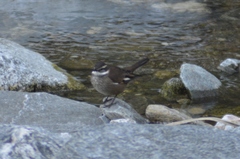 Cinclodes olrogi