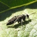 角蛛蜂屬 - Photo 由 Francisco Farriols Sarabia 所上傳的 (c) Francisco Farriols Sarabia，保留部份權利CC BY