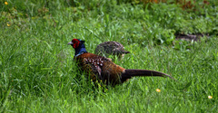 Phasianus colchicus colchicus