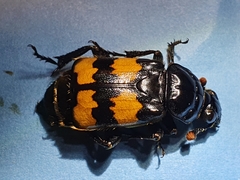 Nicrophorus interruptus
